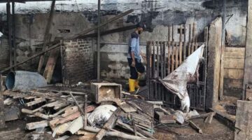 Pedagang Ayam Pasar Tembok Dukuh Minta Kebijakan Relokasi Yang Lebih Layak